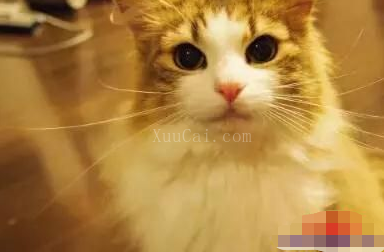 利润高不起眼的偏门生意，养猫养出一门年赚数十万？